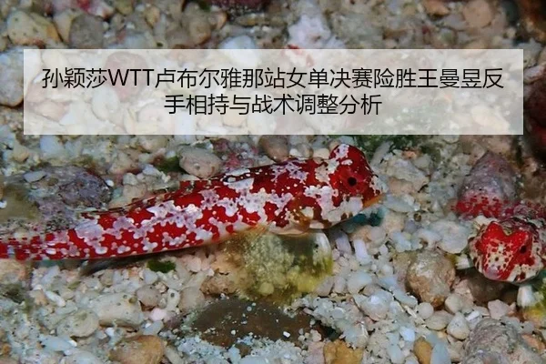 sun-ying-sha-lu-bu-er-ya-na-zhan-nv-dan-jue-sai-xian-sheng-wang-man-yu-fan-shou-xiang-chi-yu-zhan-shu-tiao-zheng-fen-xi-2-432.jpg